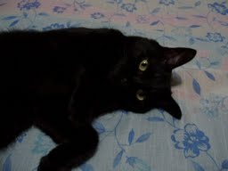 猫にごはん