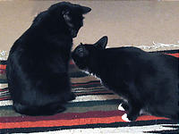 案外良い感じの黒猫2匹。