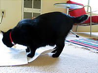 書類を踏みつけにする、短尾猫。