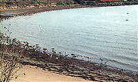 海岸で休む野鳥の群れ。