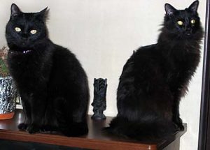 黒猫振興会