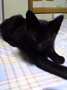 黒猫振興会