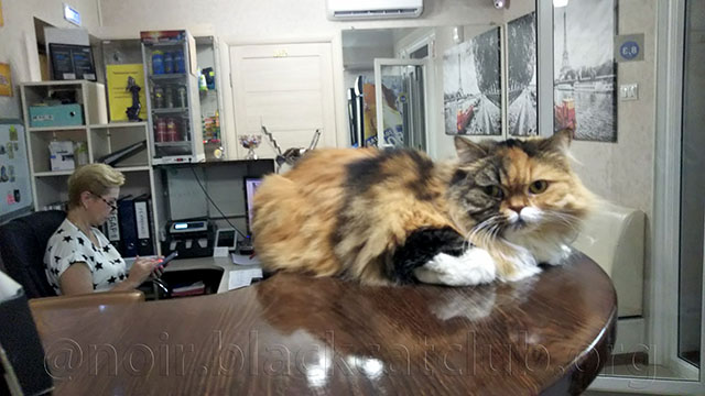 ロシアの猫 猫にごはん