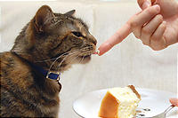 チーズケーキ大好き！